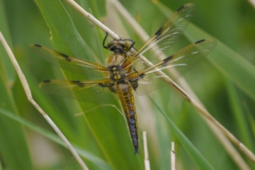 Four-spotted Chaser, MJM.JPG